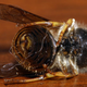 Illustration for article titled Honeybee Death Mystery Solved